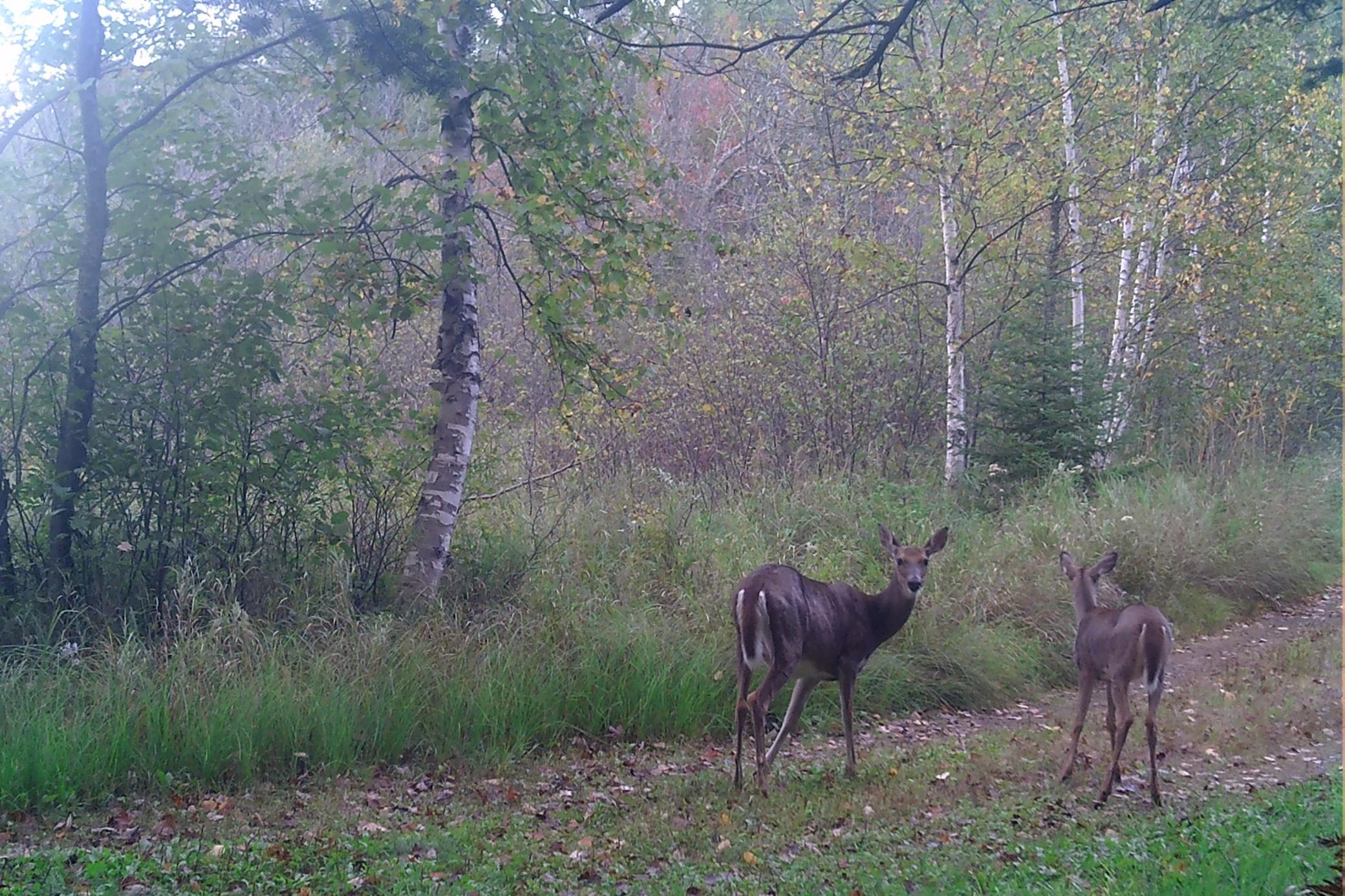 53-Itasca-50-TrailCam-1.jpg
