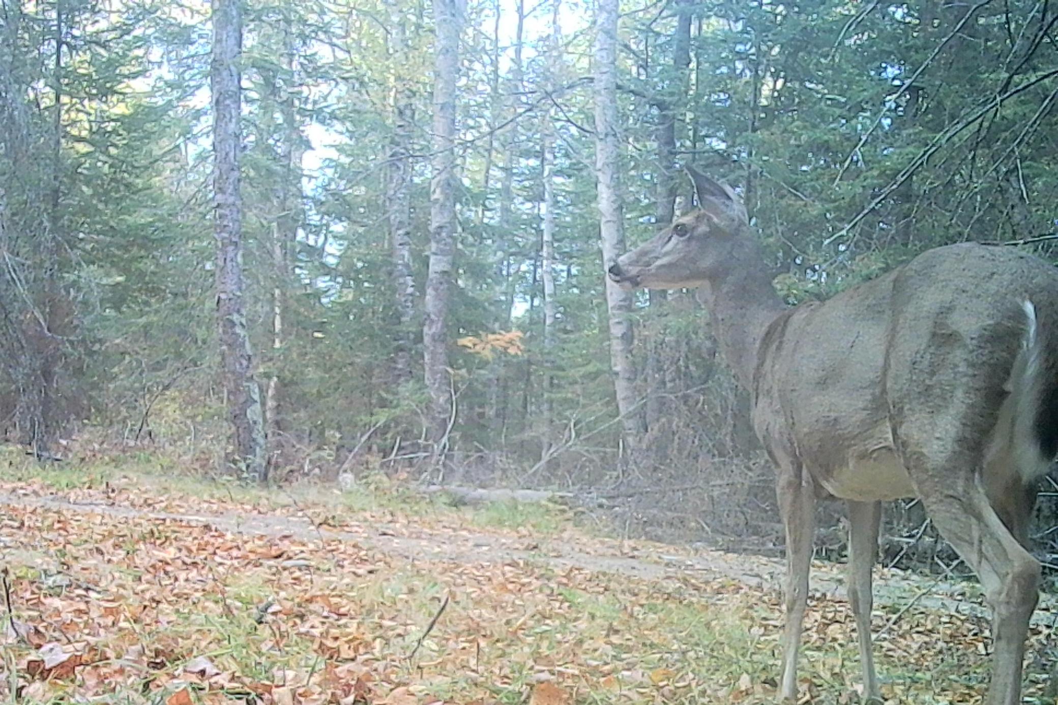 55-Itasca-50-TrailCam-3.jpg