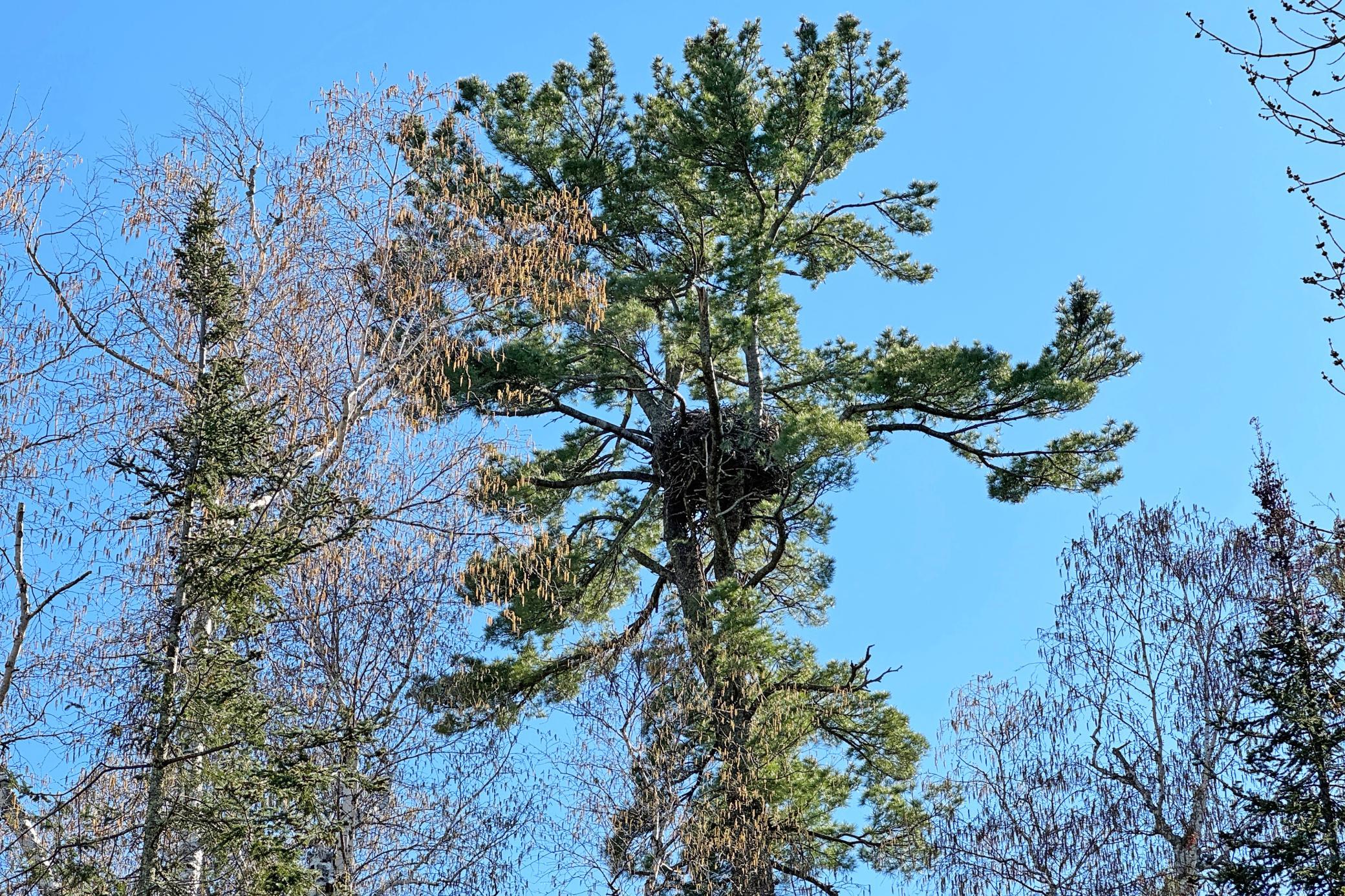 45-Itasca-50-Land-29.JPG