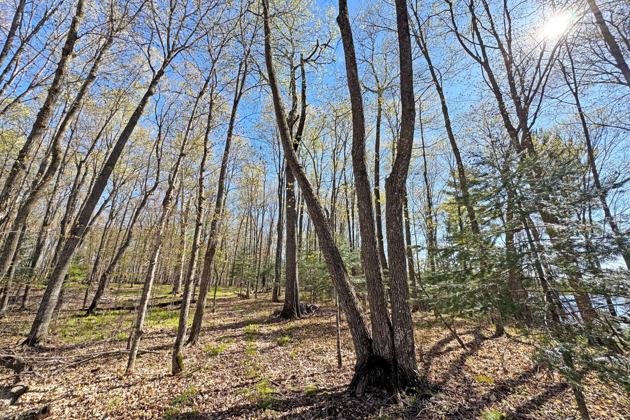 38-Itasca-50-Land-22.JPG