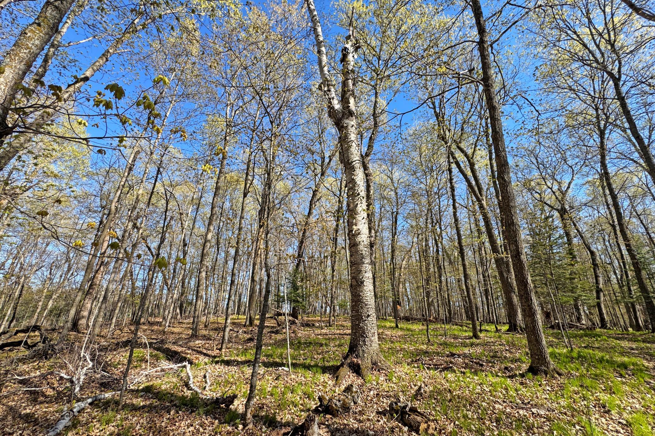 39-Itasca-50-Land-23.JPG