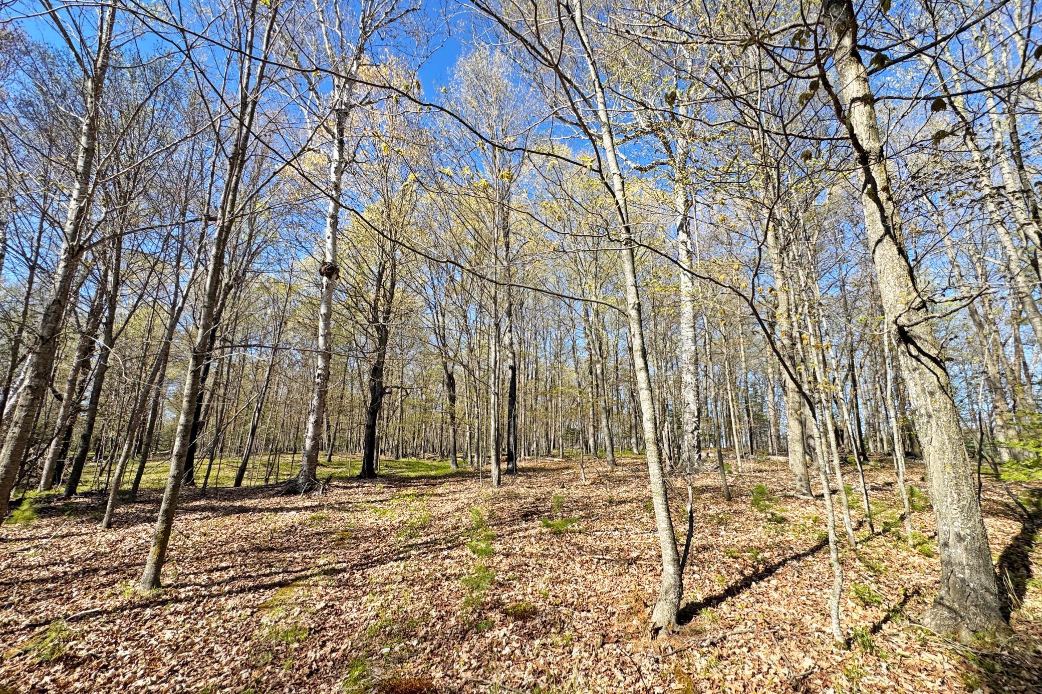 50-Itasca-50-Land-34.JPG