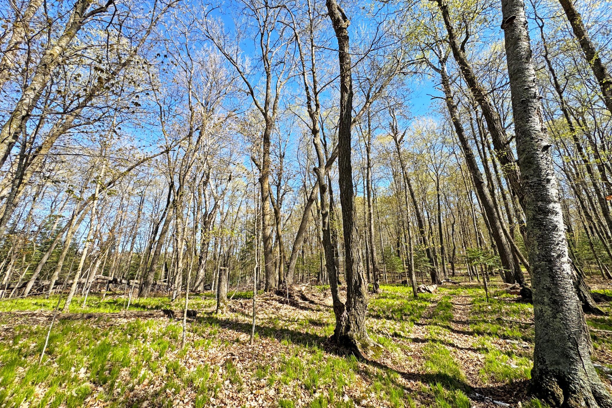 37-Itasca-50-Land-21.JPG