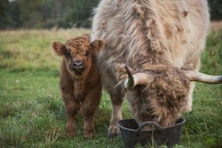 TBD 6 1/2 Avenue, Hillsdale, WI 54733