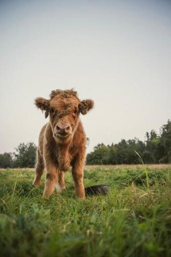 TBD 6 1/2 Avenue, Hillsdale, WI 54733