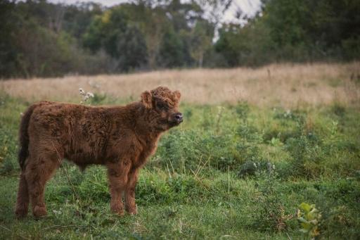 TBD 6 1/2 Avenue, Hillsdale, WI 54733