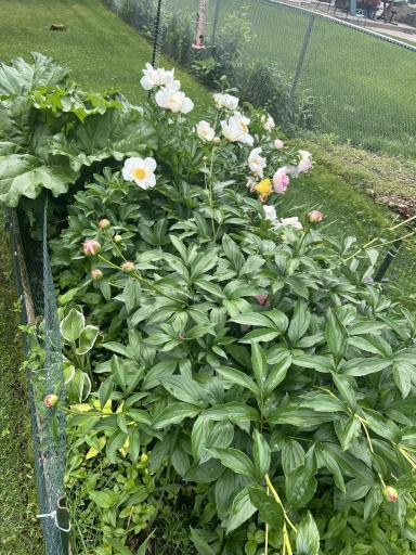 The sunny backyard is a perfect place for your gardens