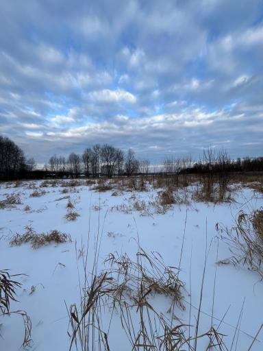 Cleared area (north end of property))