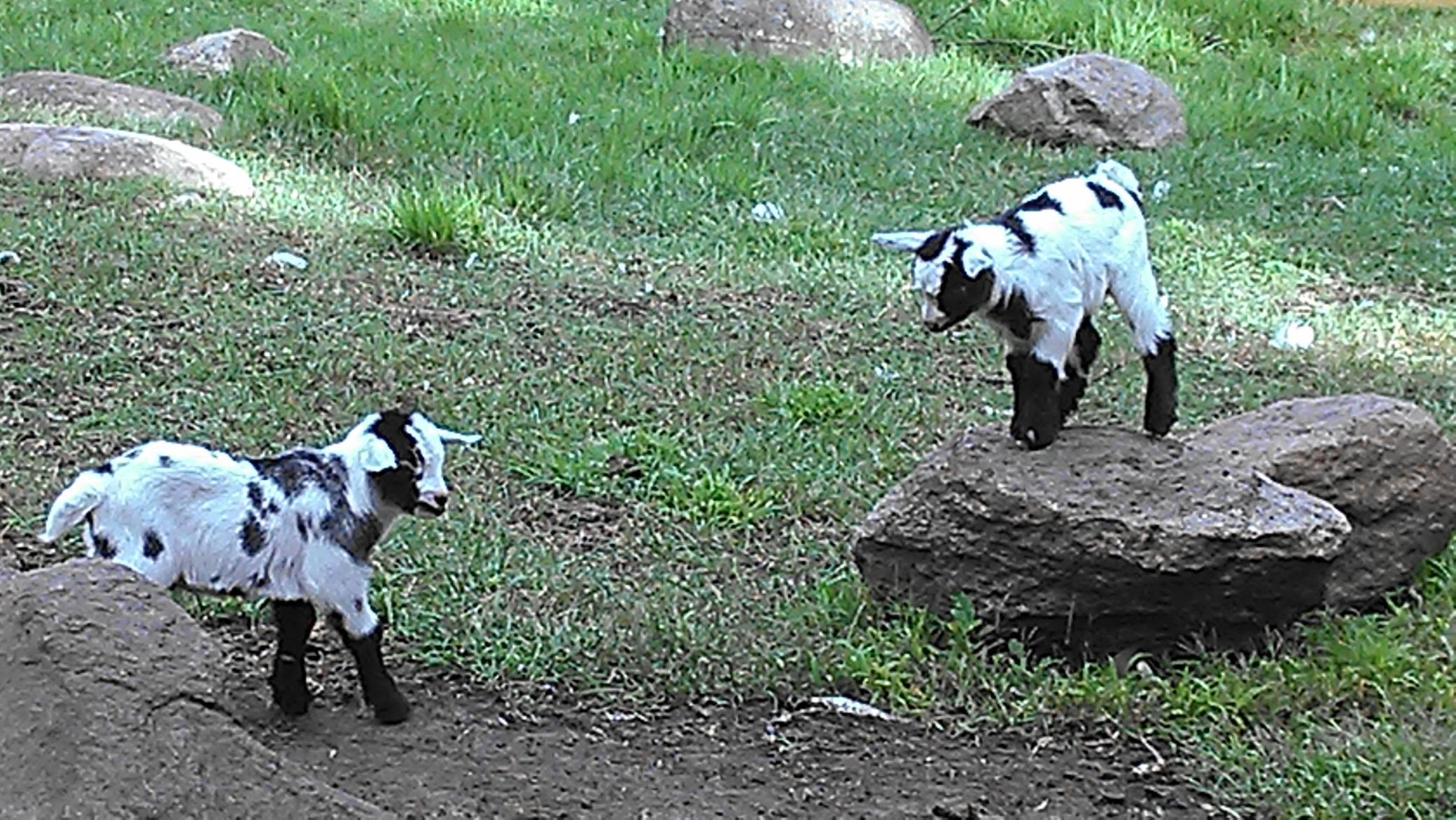 Cokato Lake RV Resort Unit 118 Lofted Park Model, Deck, Shed with peek-a-boo view of Cokato Lake