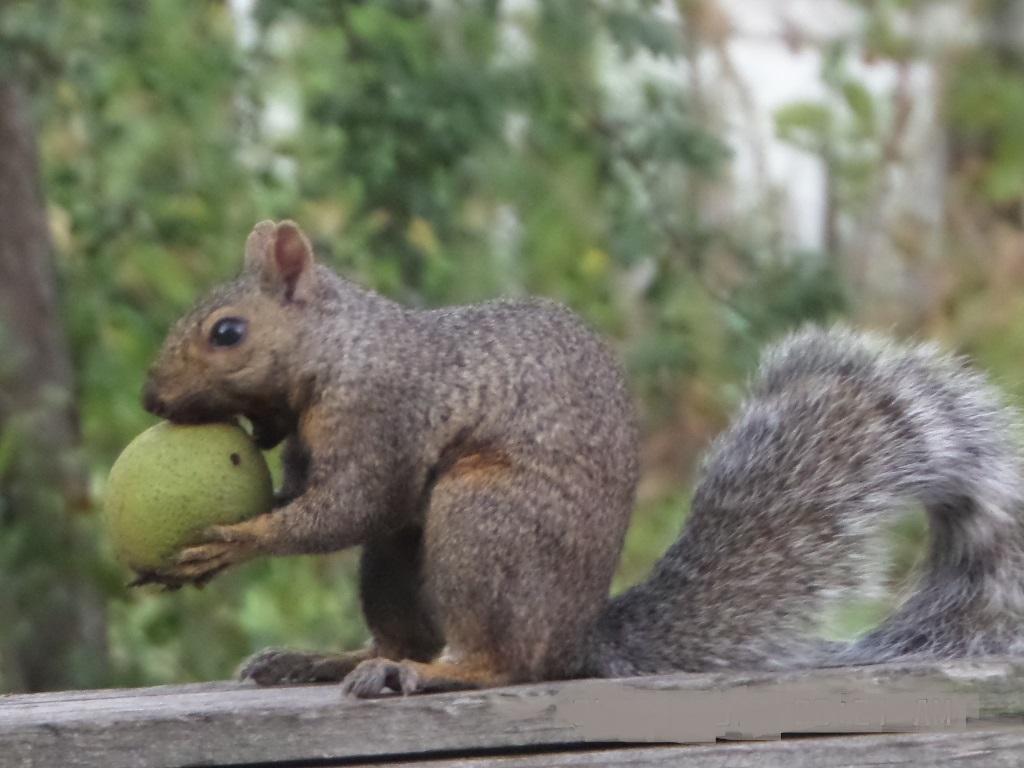 Squirrell with nut