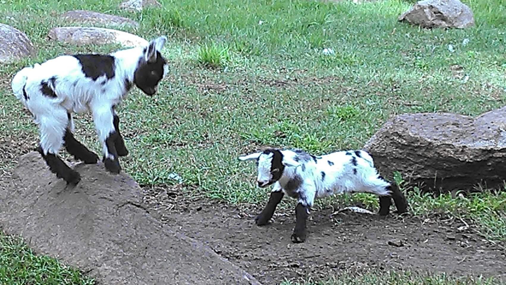 One of the favorites - animal park with playful goats