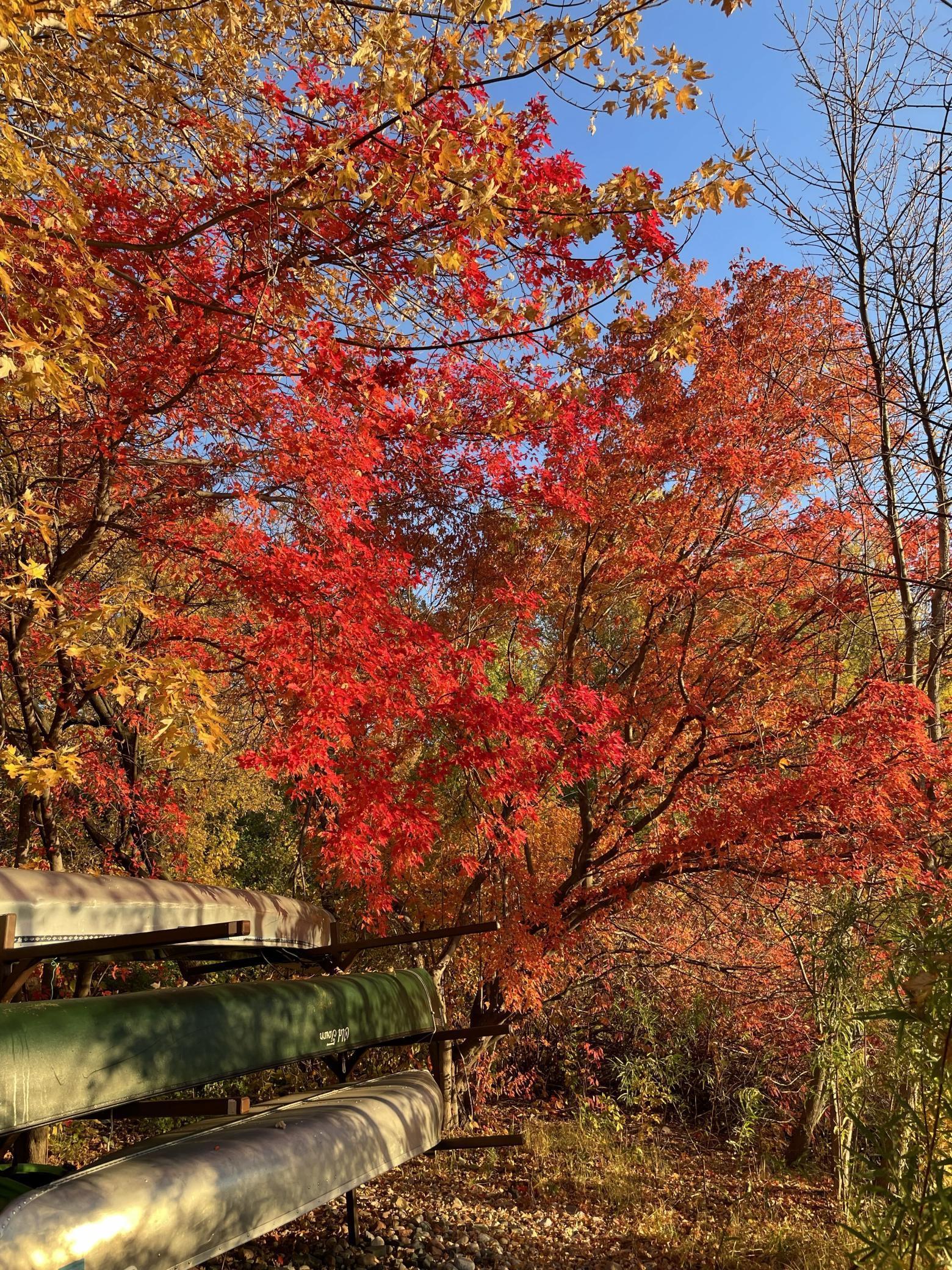Canoes can be stored here