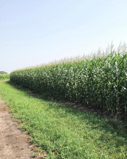 TBD County 36, Long Prairie, MN 56347