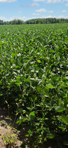 TBD County 36, Long Prairie, MN 56347