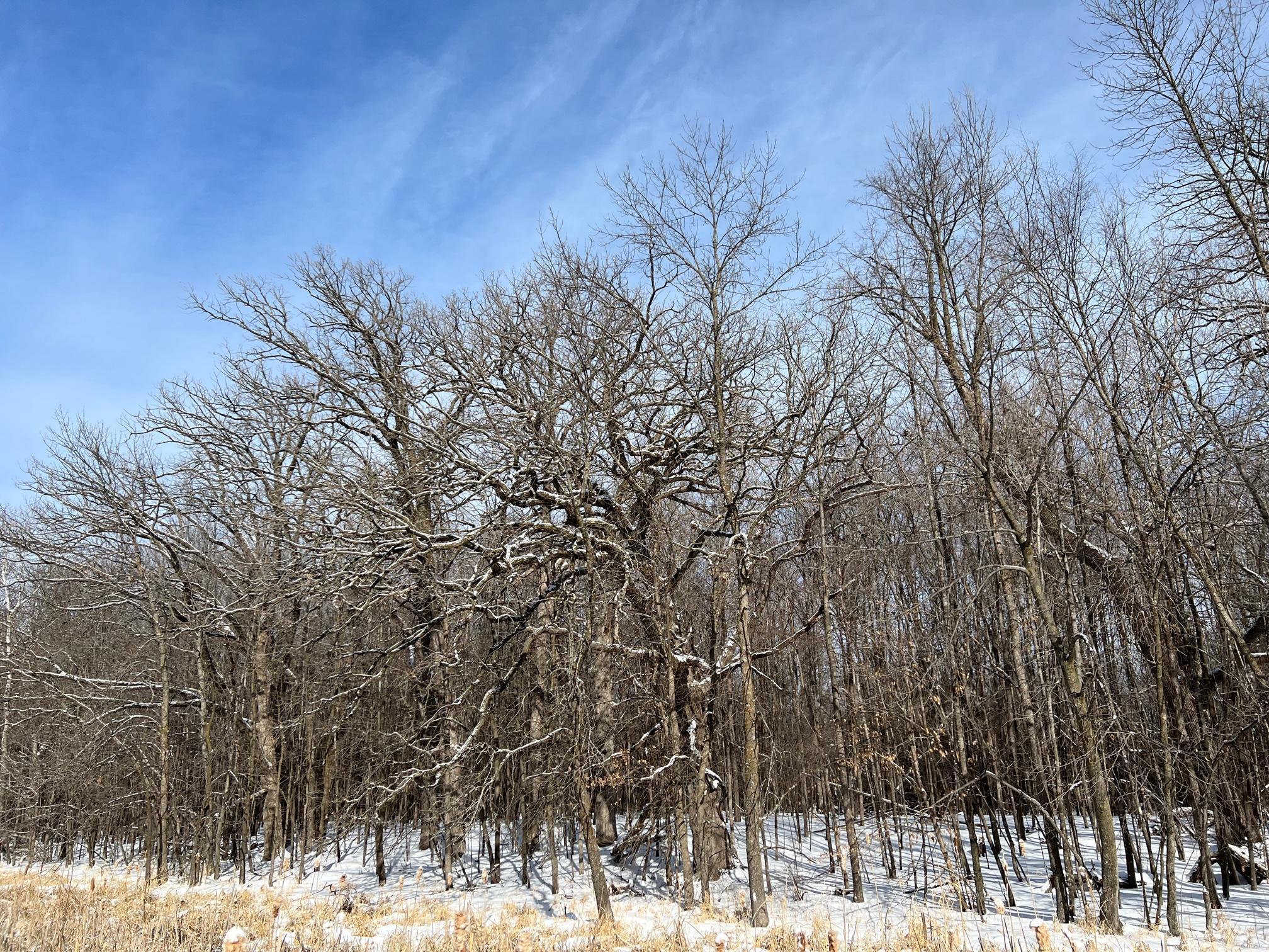 Timber on ridge
