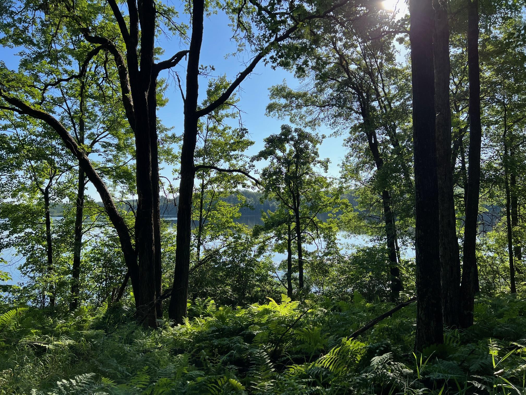 Shade trees