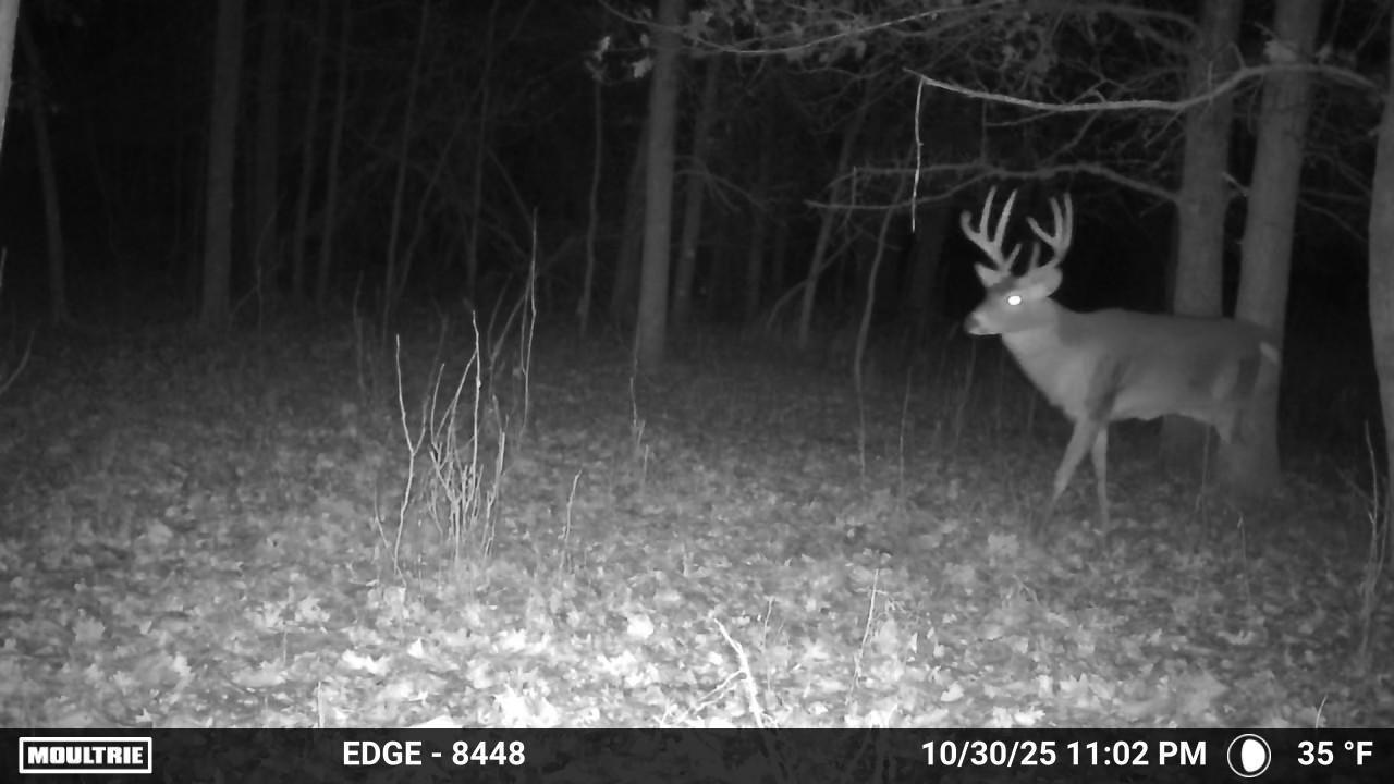 Trail Cam Photo