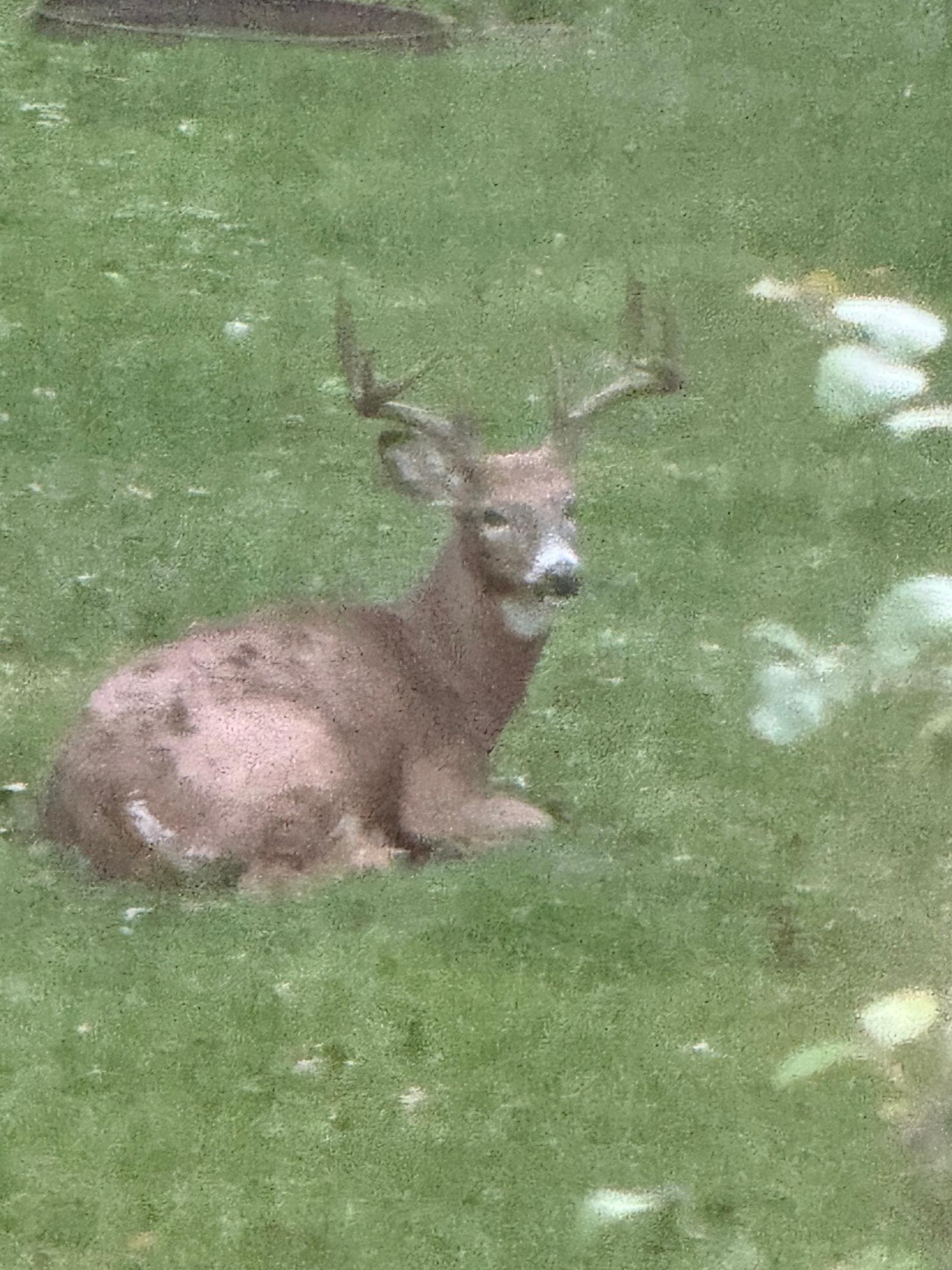 Backyard Nature Views!