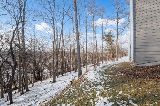Oak trees in the backyard
