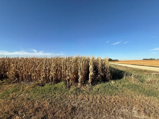 TBD County Road 149, Hayfield, MN 55940