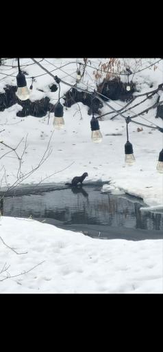 We have a lot of visitors down by the creek, deer, turkey, owls, so many types of birds, and even an occaisonal otter!
