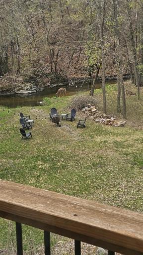 Deer, Otters, Turkeys, and Other Woodland Friends Enjoy the Creek