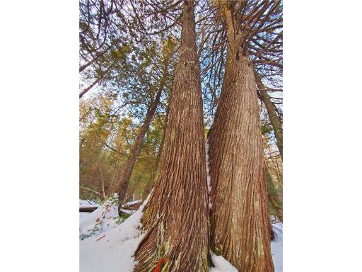 Beautiful mature cedar trees throughout the property