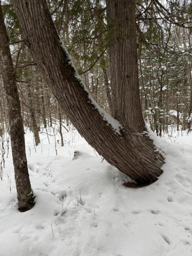 XX40 Lavaque Road, Duluth, MN 55802