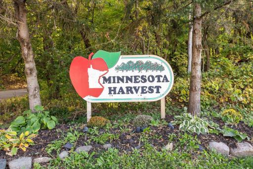 Pick your own apples at Minnesota Harvest Orchard in Jordan