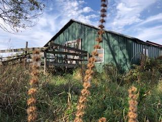 Garage and pasture in summer