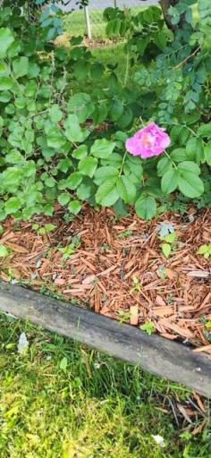 image11.jpeg