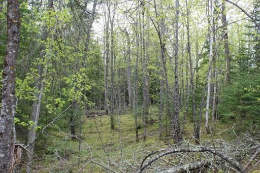 TBD COUNTY RD 19, Deer River, MN 56636