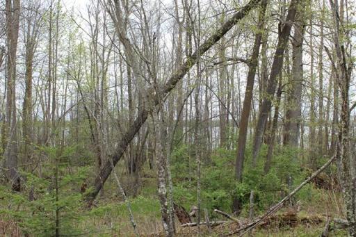 TBD COUNTY RD 19, Deer River, MN 56636