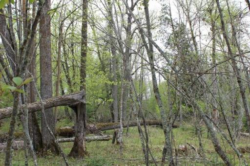TBD COUNTY RD 19, Deer River, MN 56636