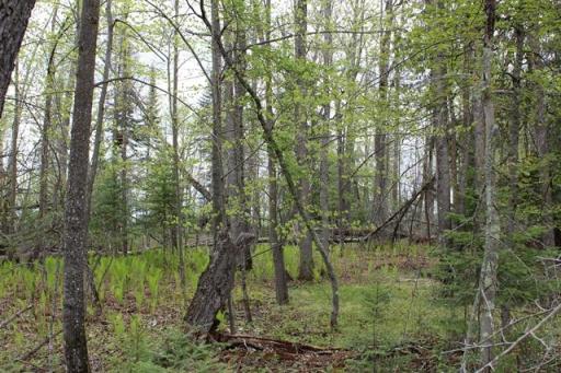 TBD COUNTY RD 19, Deer River, MN 56636