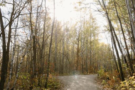 Trails through the woods