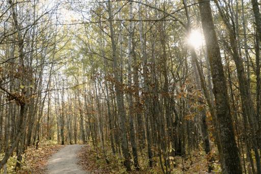 Trails through the woods