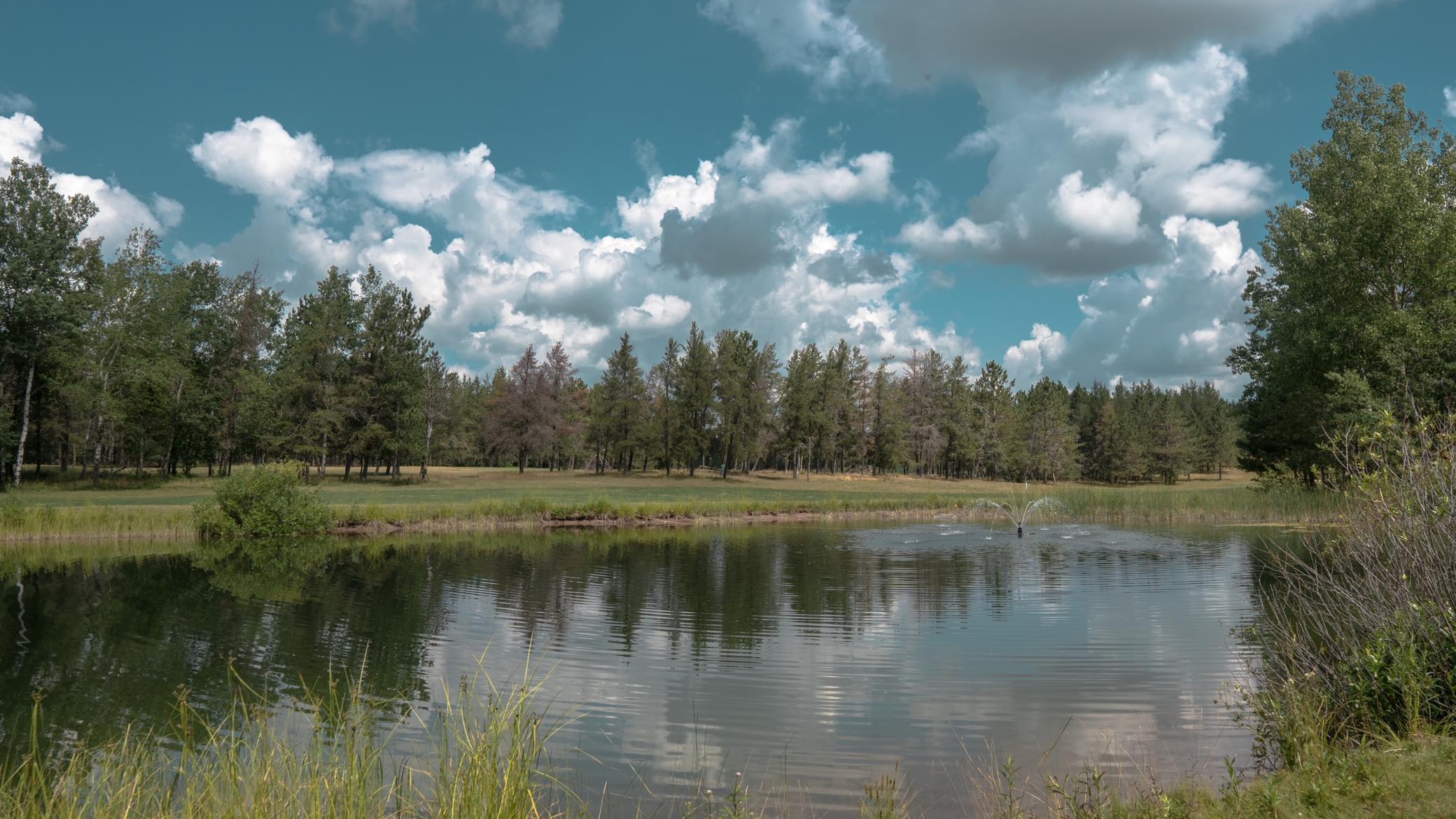 Woods and water