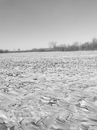 XXXX 285th (180 Acres) Street, Northfield, MN 55057