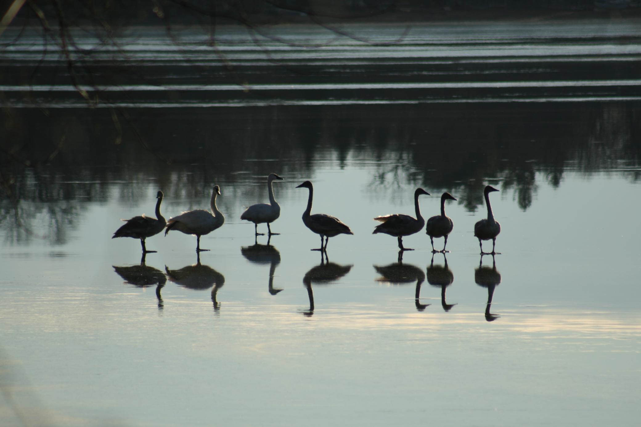 Swans on the Ice on Grand Lake