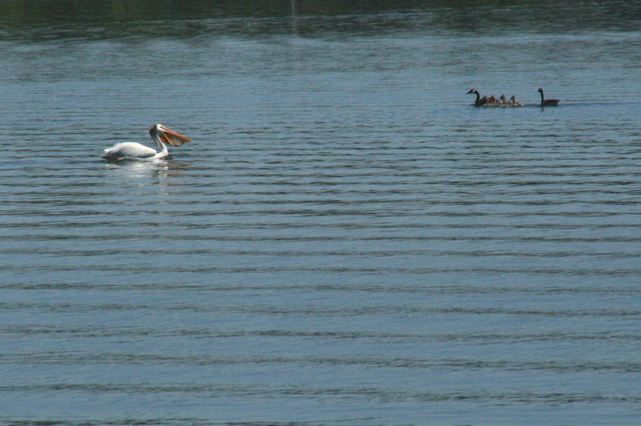 Pelican fishing near ducks on Grand Lake