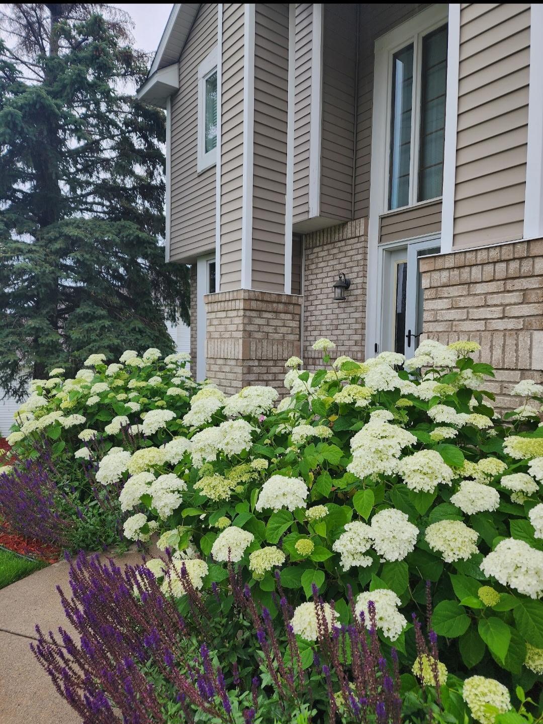 Beautiful lush hydrangeas as you walk up the front steps