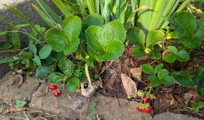 Seller photo of strawberries in front garden bed