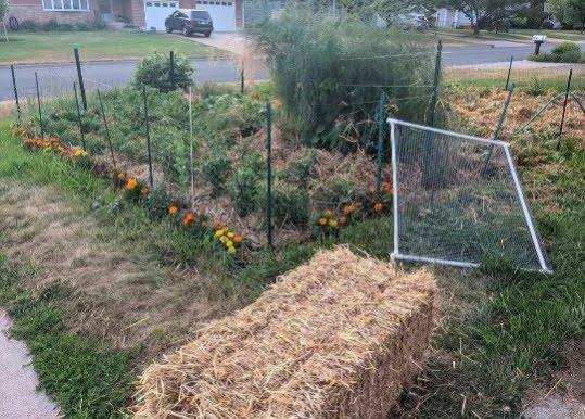 Seller photo showing prolific garden w/producing asparagus plant
