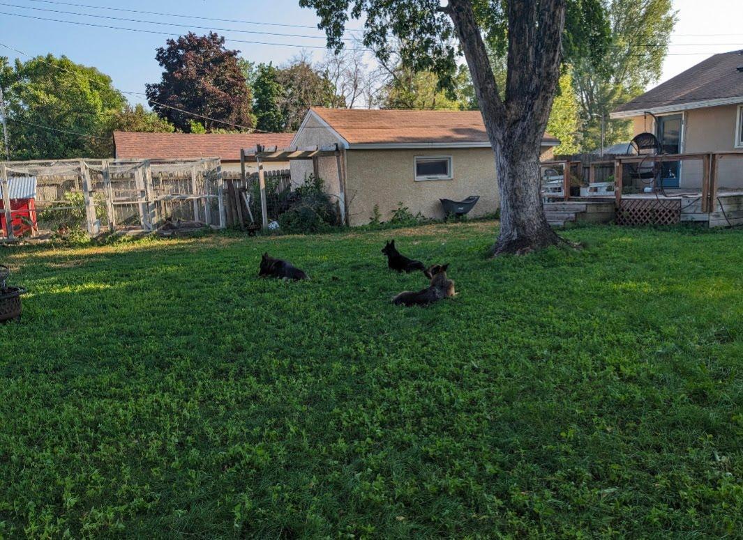 Seller photo of backyard in summer