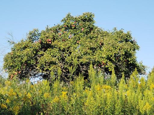 Apple tree.jpg
