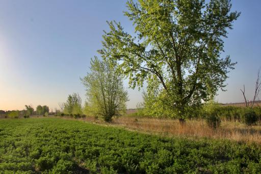 TBD County Highway 14, Madison, MN 56256