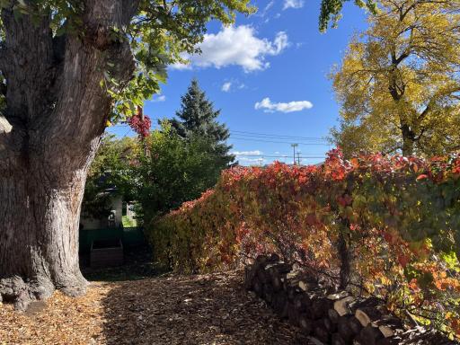 Gorgeous colors on the vines on the fence