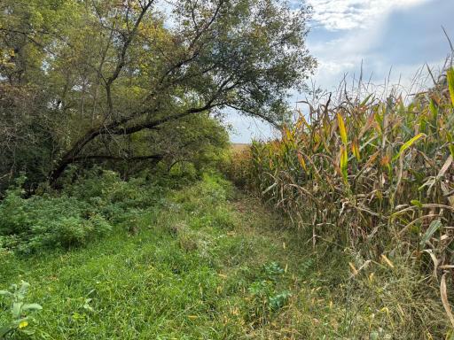 TBD County Road 3, Zumbro Falls, MN 55991