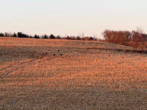 TBD County Road 3, Zumbro Falls, MN 55991